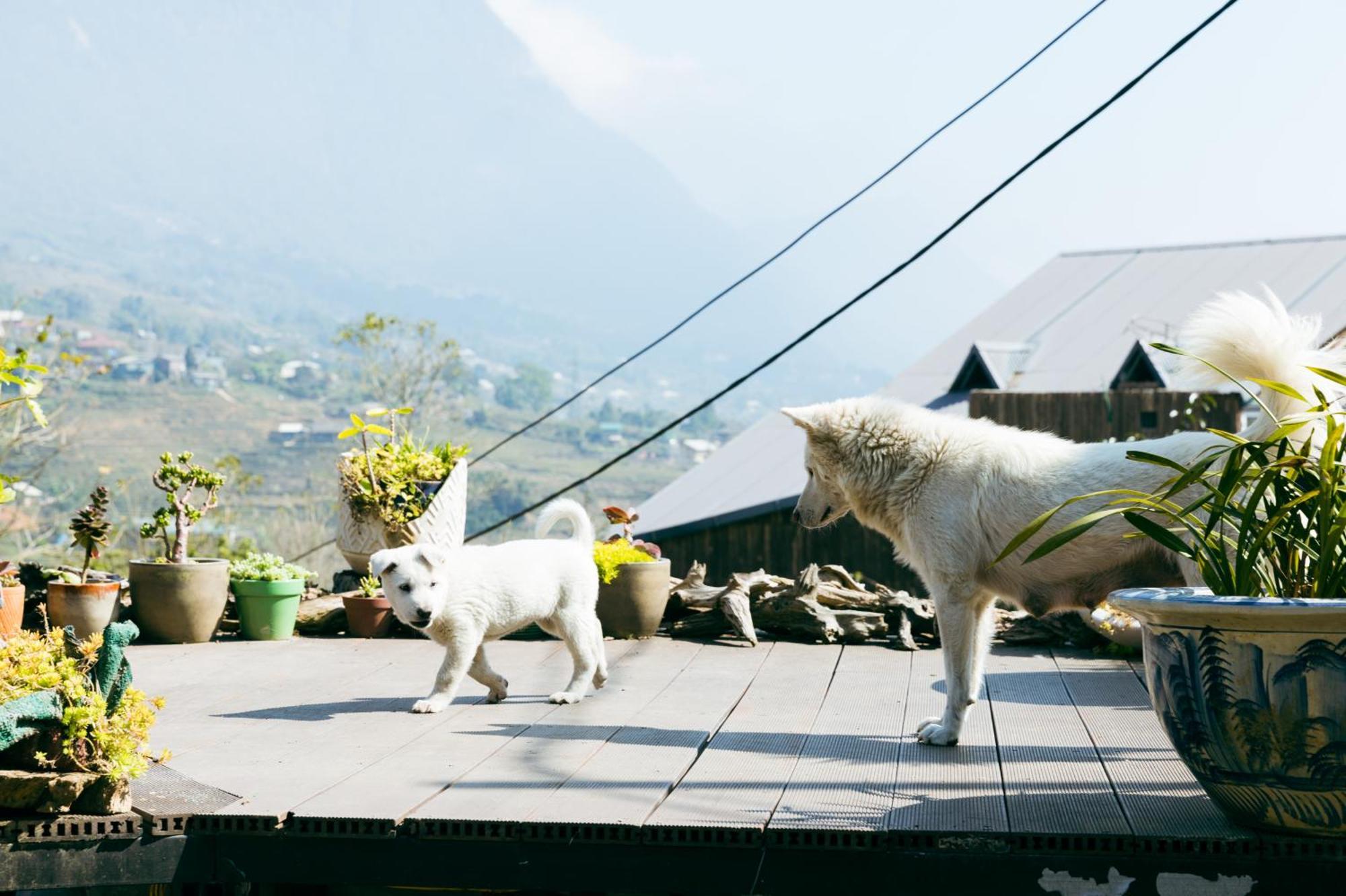 Sapa Plum Eco House Hotel Exterior photo